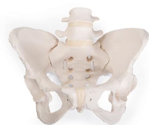 Flexible Female Pelvis  A61/1