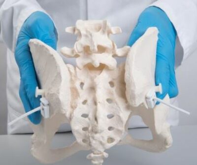 Flexible Female Pelvis  A61/1 3