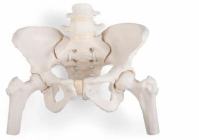 Flexible Female Pelvis  with Femur Heads A62/1 2