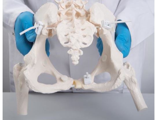 Flexible Female Pelvis  with Femur Heads A62/1