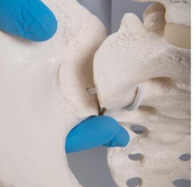 Flexible Female Pelvis  with Femur Heads A62/1 3