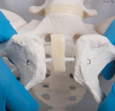 Flexible Female Pelvis  with Femur Heads A62/1 4