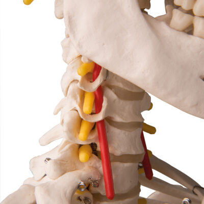 Flexible Skeleton Fred  A15 7