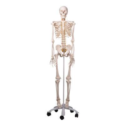 Flexible Skeleton Fred  A15 1