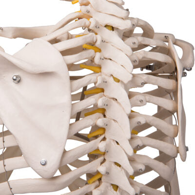 Flexible Skeleton Fred  A15 2