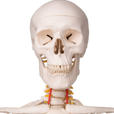 Flexible Skeleton Fred  A15 3