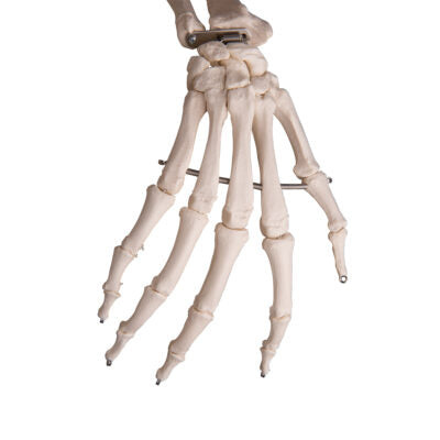 Flexible Skeleton Fred  A15 5