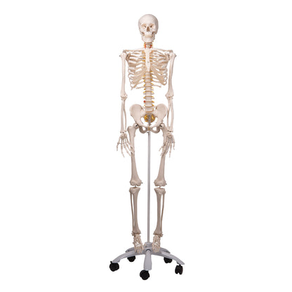 Flexible Skeleton Fred  A15