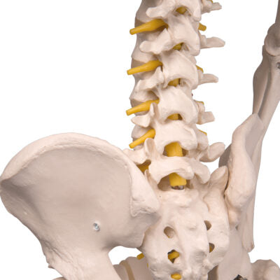 Flexible Skeleton Fred  A15 8