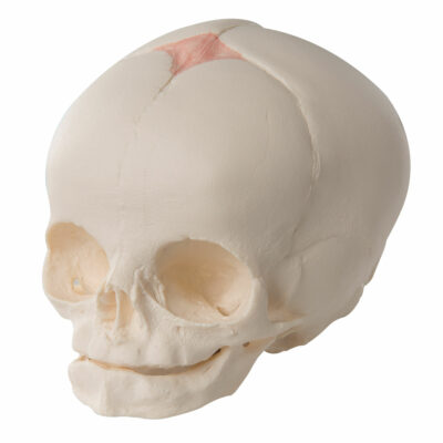 Foetal Skull  A25 1