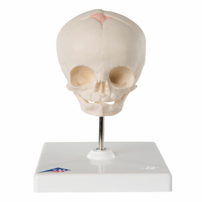 Foetal Skull on Stand  A26 2