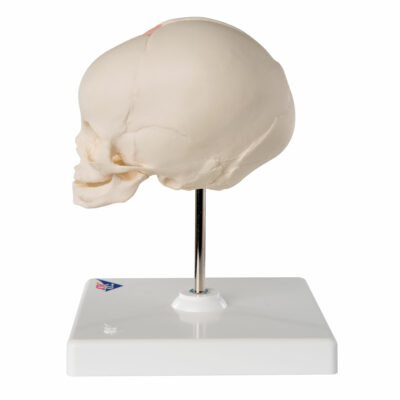 Foetal Skull on Stand  A26 3