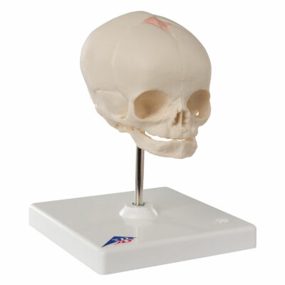 Foetal Skull on Stand  A26 1