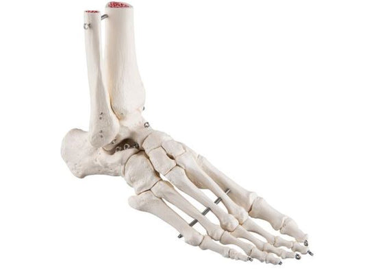 Foot and Ankle Skeleton Wire Mounted A31