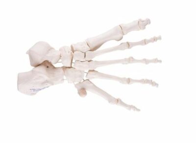 Foot Skeleton Loosely Threaded  A30/2 1