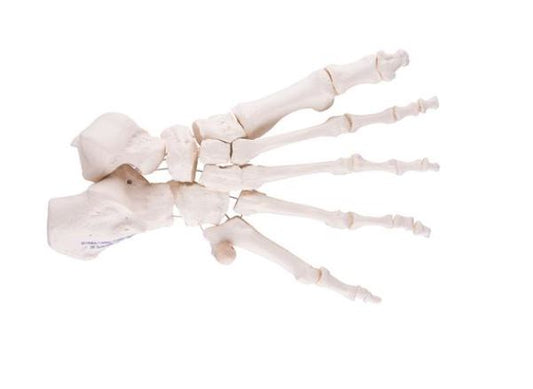 Foot Skeleton Loosely Threaded  A30/2