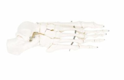 Foot Skeleton Mounted on Wire A30 1