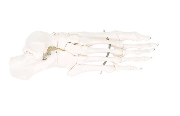 Foot Skeleton Mounted on Wire A30