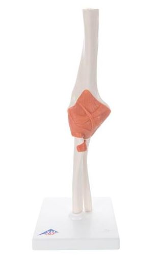 Functional Elbow Joint A83