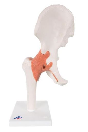 Functional Hip Joint A81