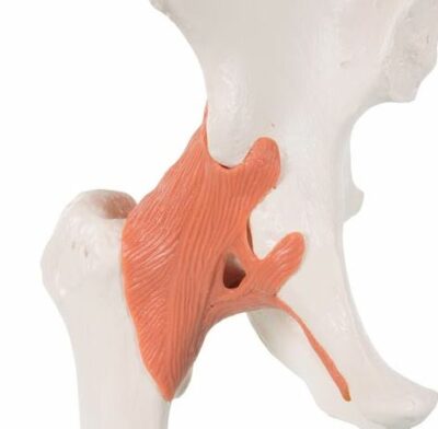 Functional Hip Joint A81 2