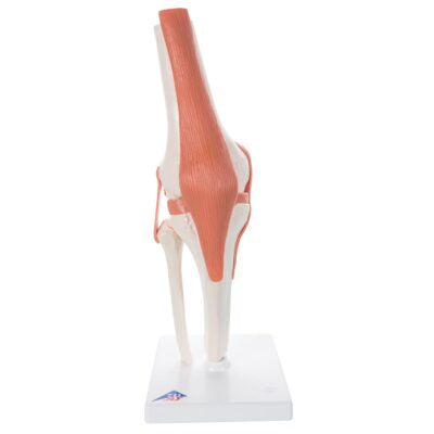 Functional Knee Joint  A82 1