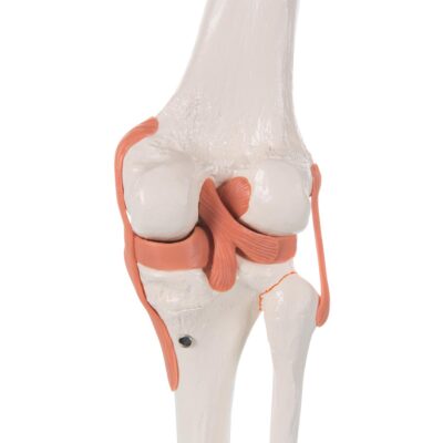 Functional Knee Joint  A82 2