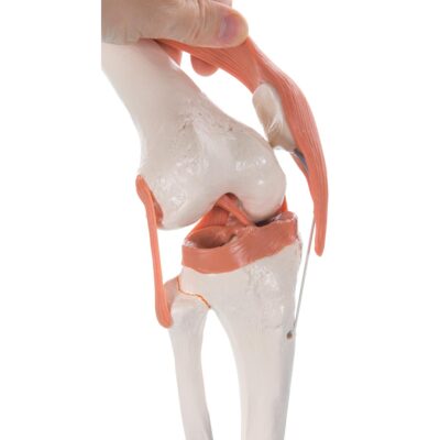 Functional Knee Joint  A82 3