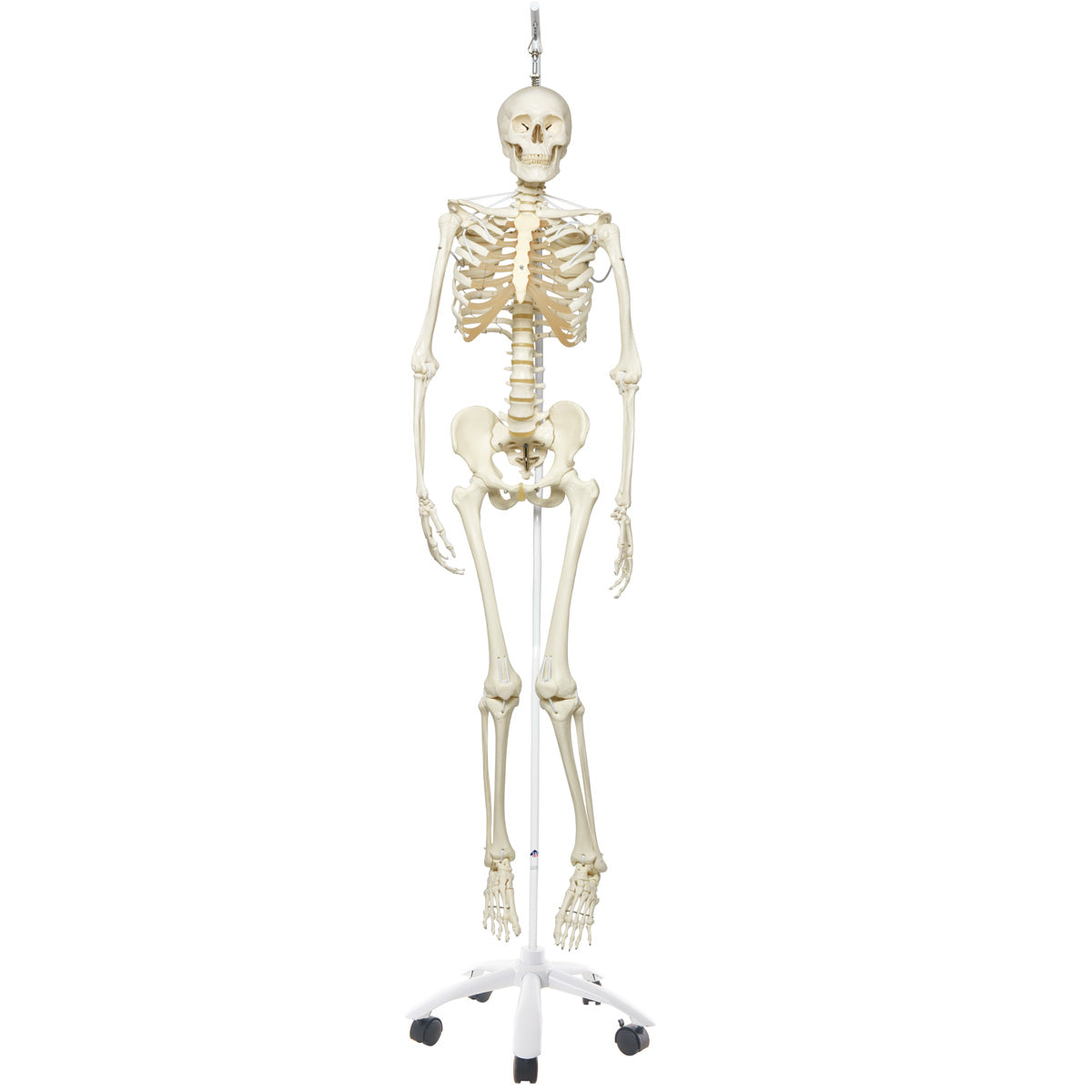 Functional Physiological  Skeleton A15/3S
