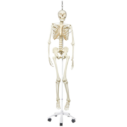 Functional Physiological  Skeleton A15/3S