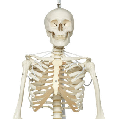 Functional Physiological  Skeleton A15/3S 6