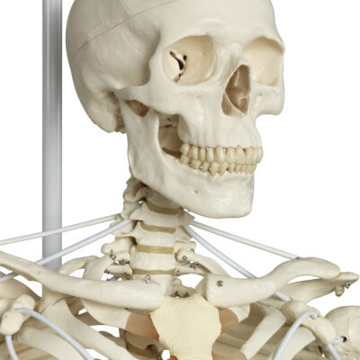 Functional Physiological  Skeleton A15/3S 5