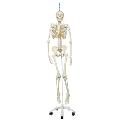 Functional Physiological  Skeleton A15/3S 2
