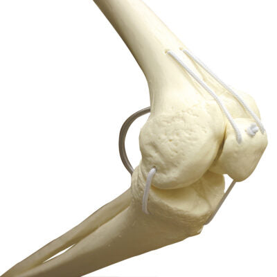 Functional Physiological  Skeleton A15/3S 4