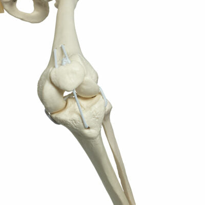 Functional Physiological  Skeleton A15/3S 3