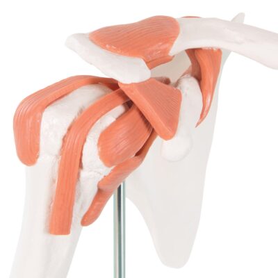 Functional Shoulder Joint A80 2
