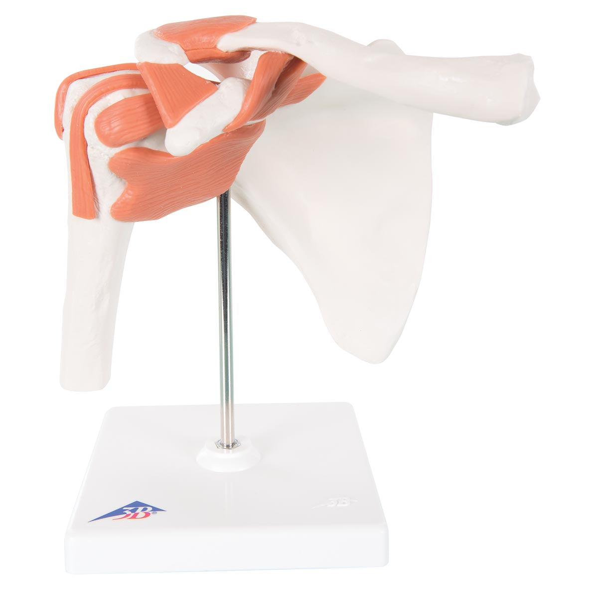 Functional Shoulder Joint A80