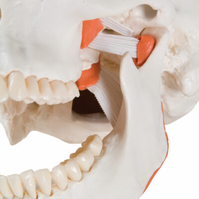 Functional Skull  TMJ  2 Part A24 2