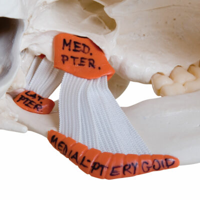 Functional Skull  TMJ  2 Part A24 3