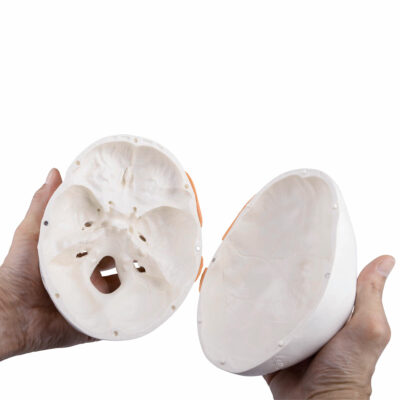 Functional Skull  TMJ  2 Part A24 4