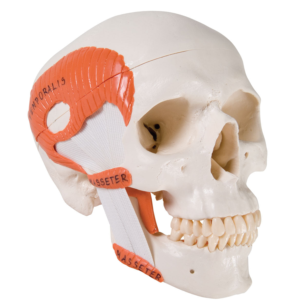 Functional Skull  TMJ  2 Part A24
