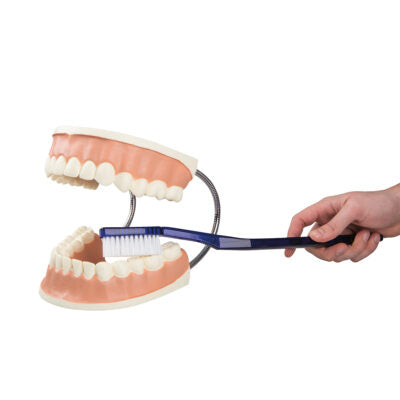 Giant Dental Care Model  D16 1