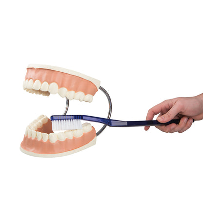 Giant Dental Care Model  D16