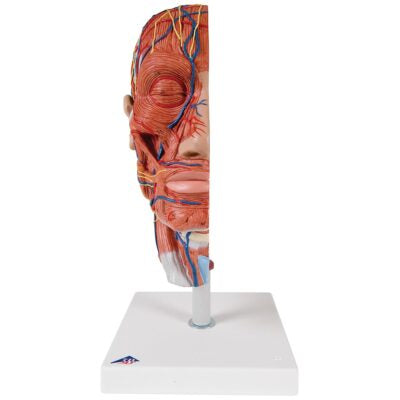 Half Head with Musculature C14 2