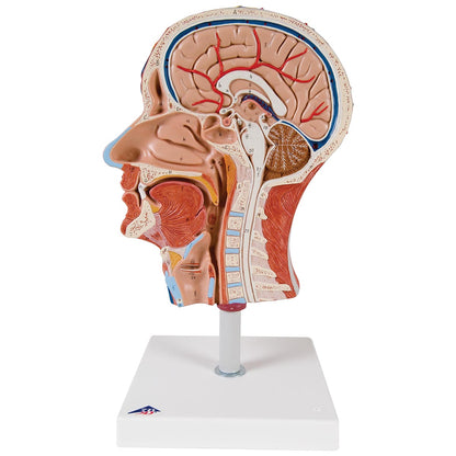 Half Head with Musculature C14