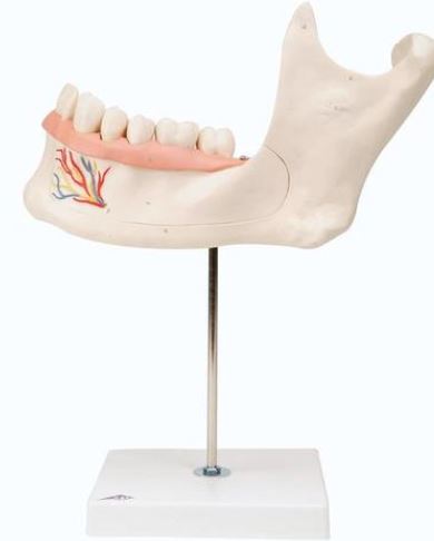 Half Lower Jaw, 3 times D25