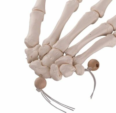 Hand Skeleton Loosely Threaded A40/2 2