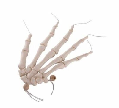 Hand Skeleton Loosely Threaded A40/2 1