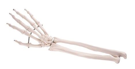 Hand Skeleton Ulna and  Radius A41