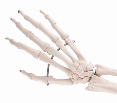 Hand Skeleton Ulna and  Radius A41 2